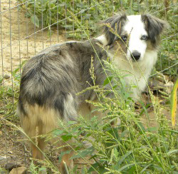 CH Rocking J's Piper of Kodiak a.k.a. Shasta is a blue merle female Toy Aussie