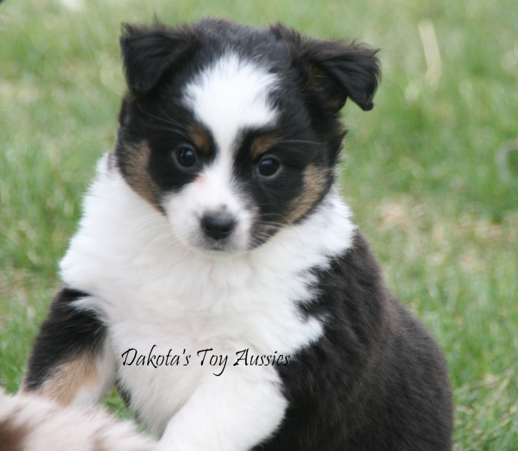 dakota toy aussies Re10