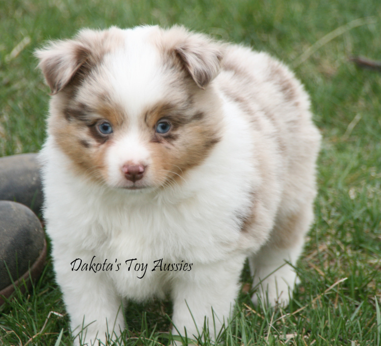 dakota toy aussies Re11