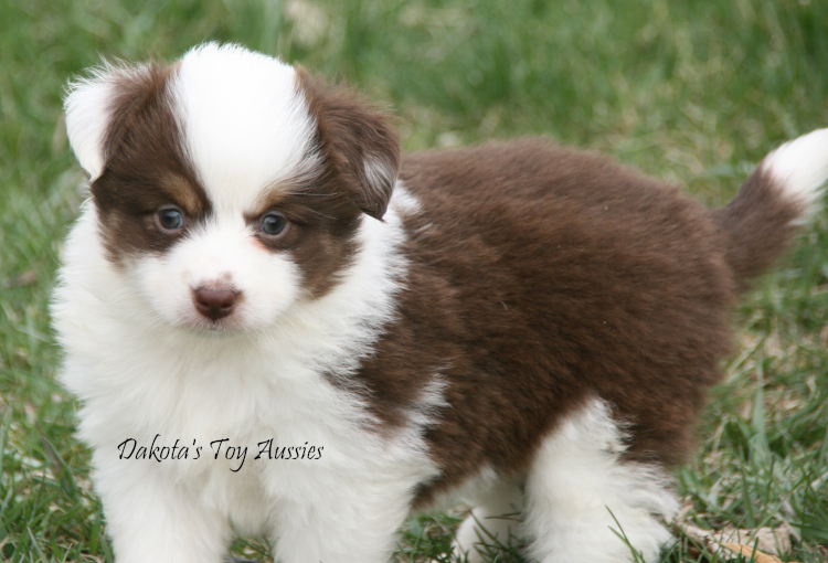 dakota toy aussies T24