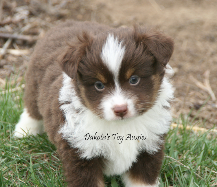 dakota toy aussies T27